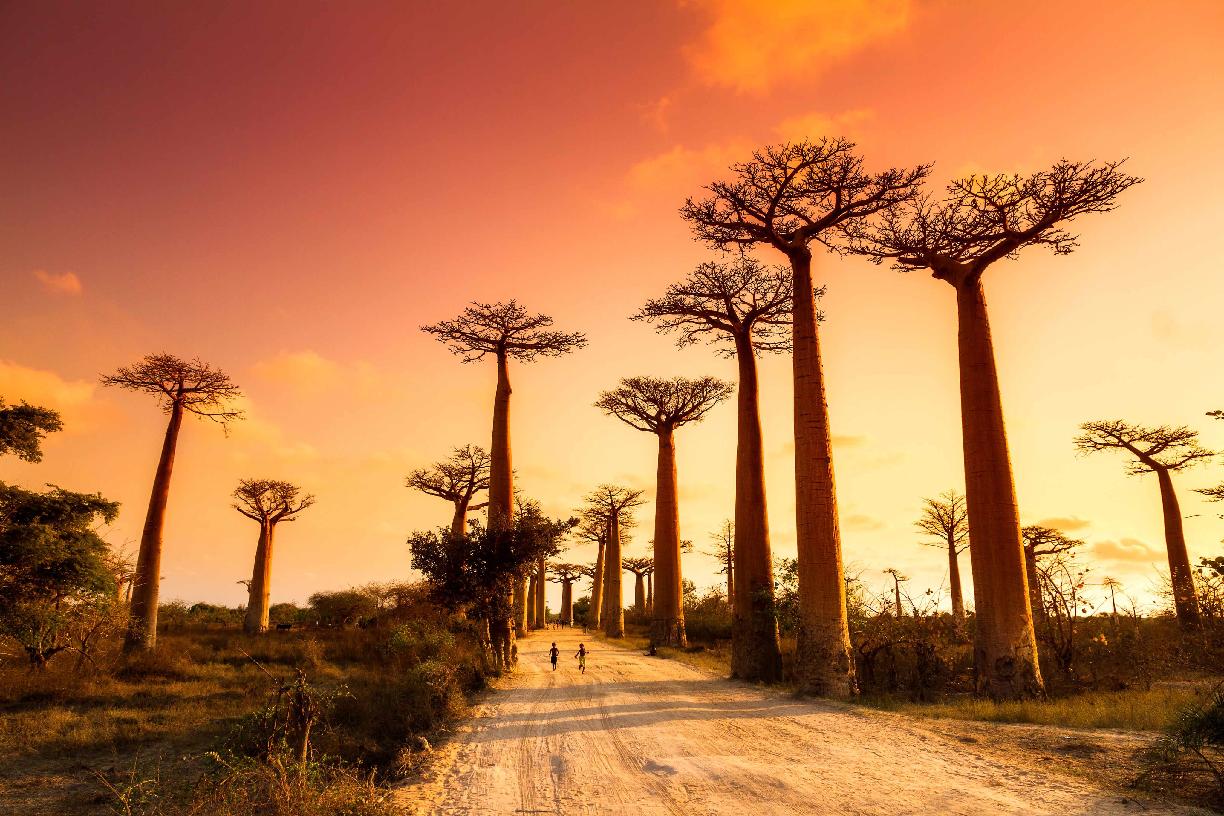 Baobab 