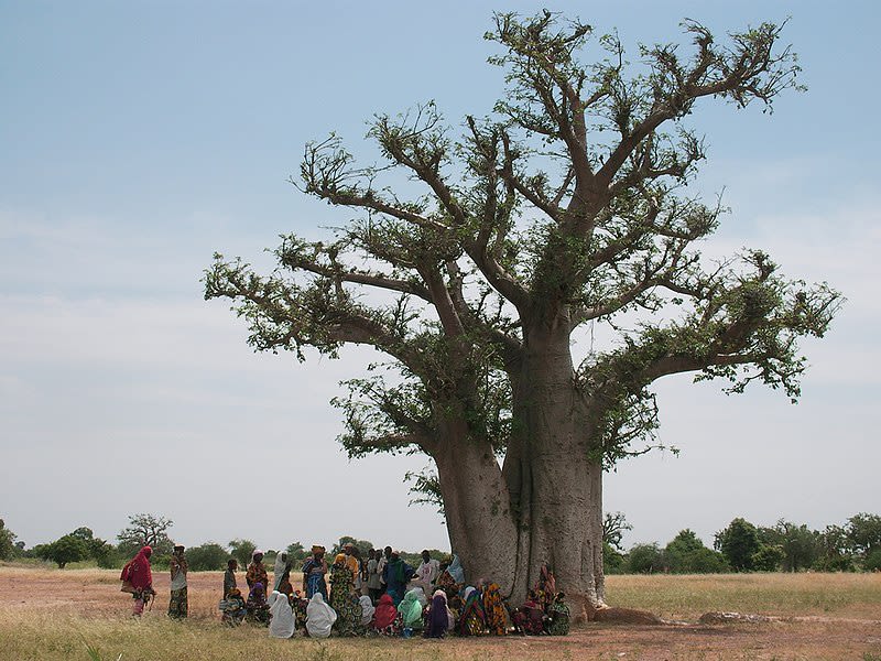 Community meeting under a Baobab tree