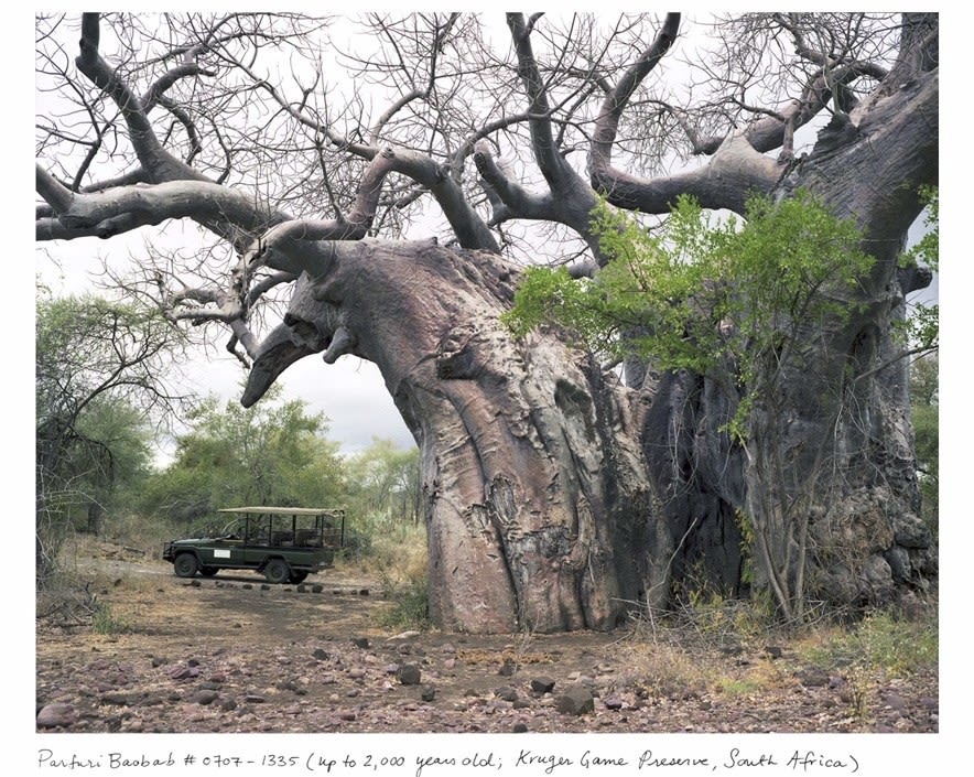 Parfuri Baobab
