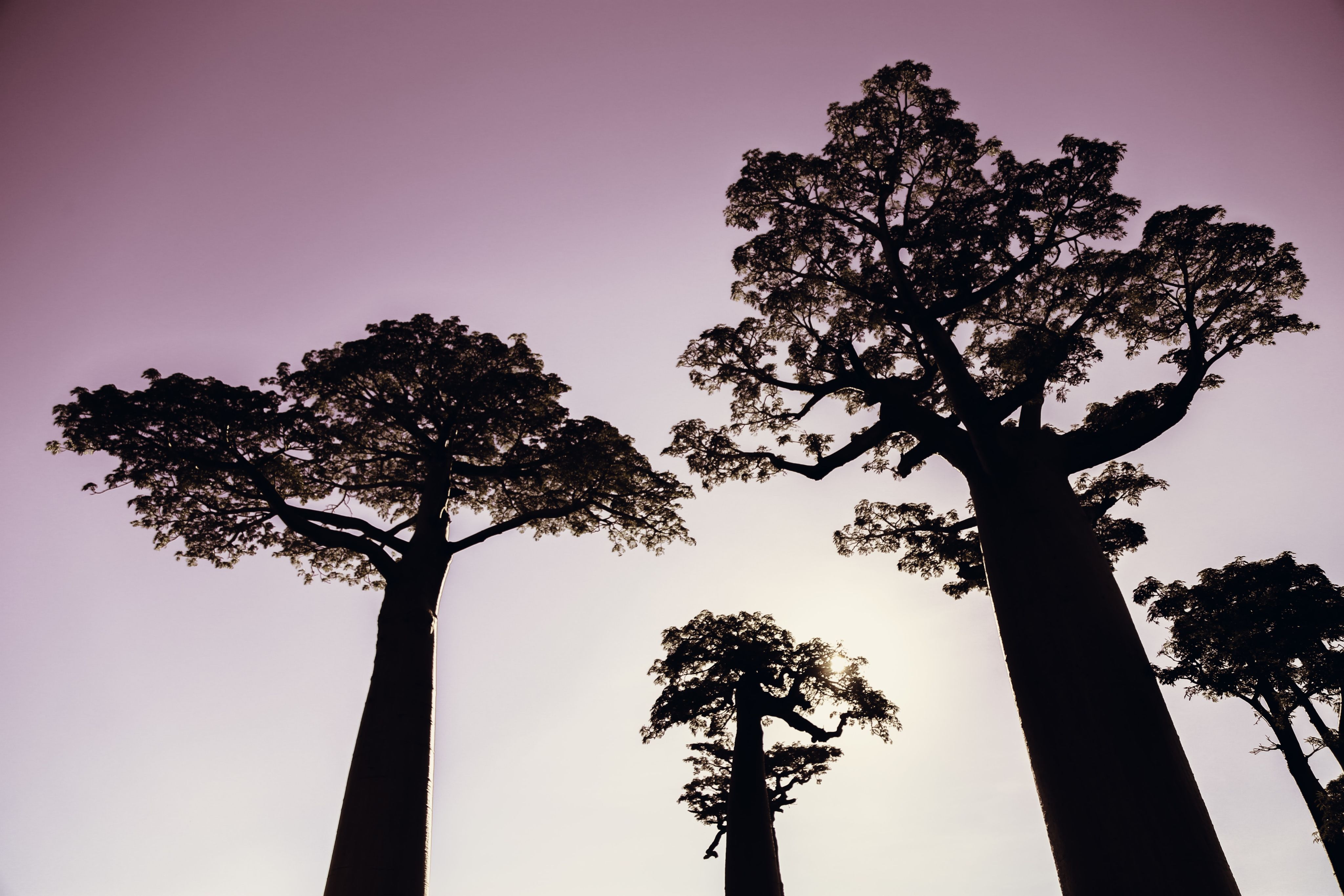 low angle photo of Baobab trees