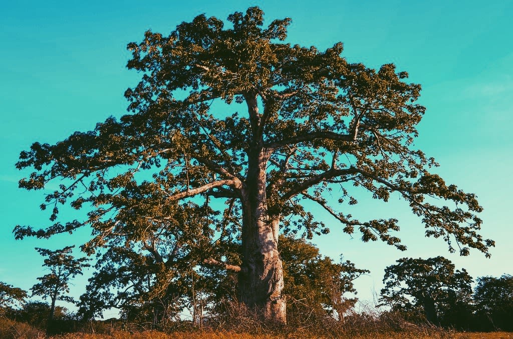 Kixingi Baobab