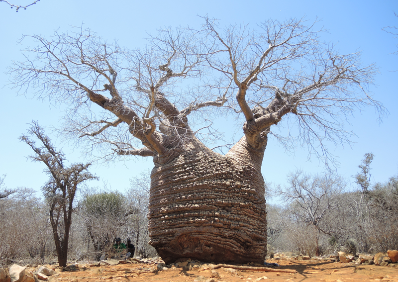 Grandmother's Baobab