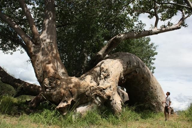 Dorsland Baobab