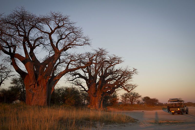 Baines Baobab