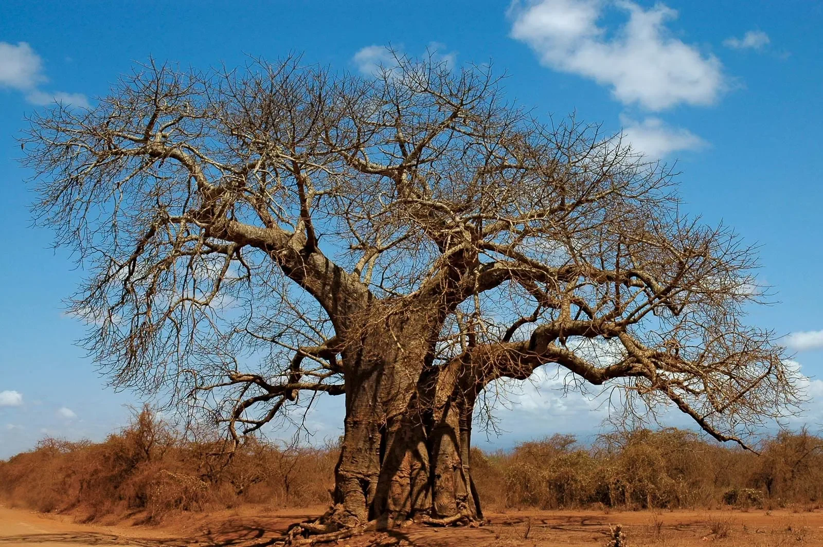 brown bare tree under blue sky during daytime