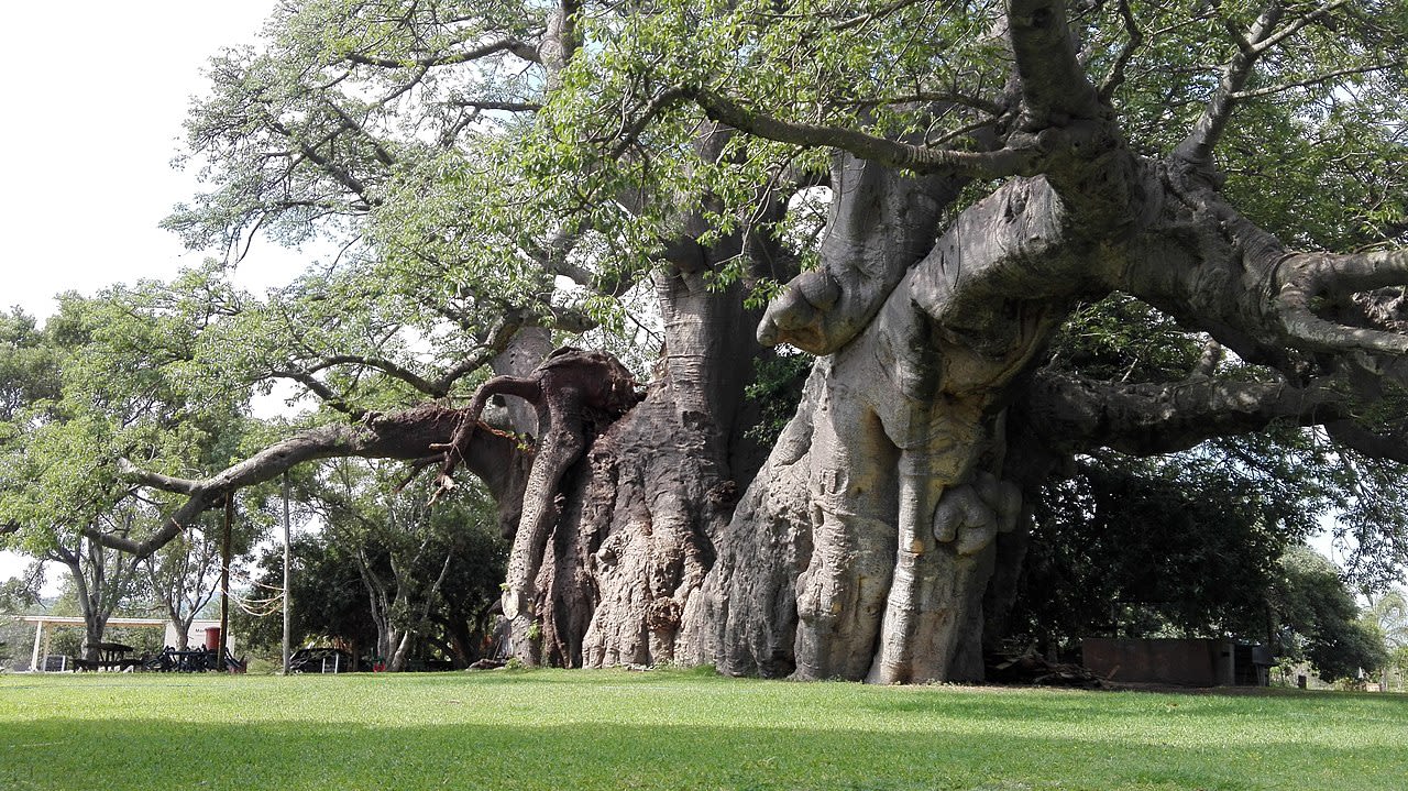 Sunland Baobab